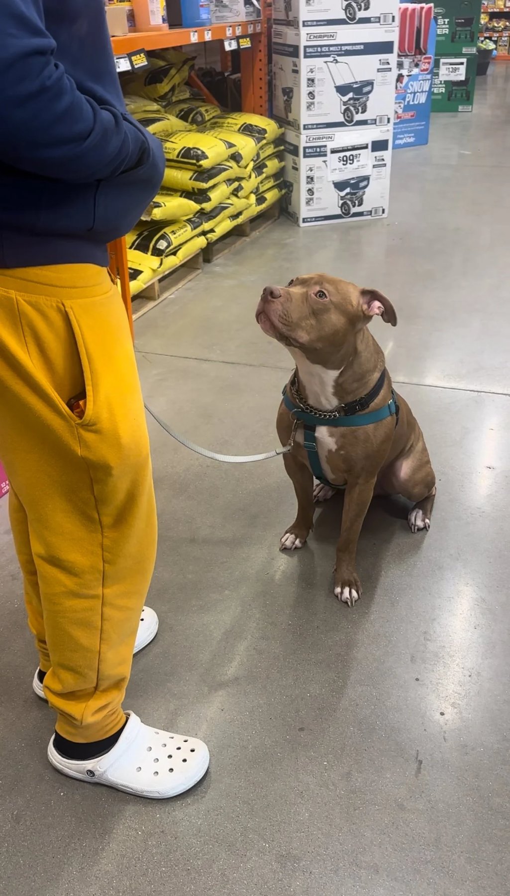 Mya & Mutts Dog Training