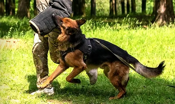K-9 Corps of Conway