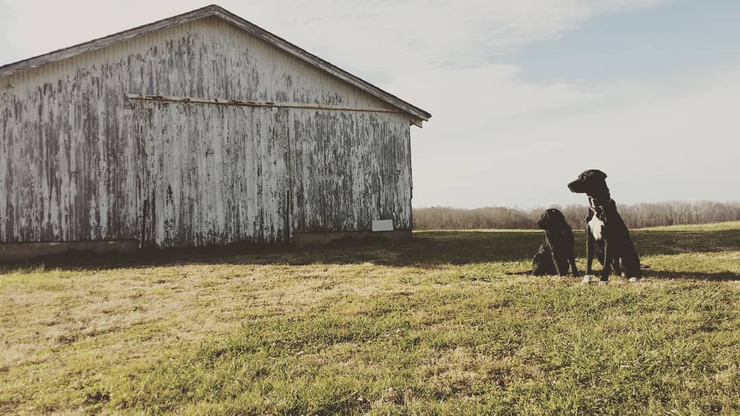 Helping Hounds Dog Training