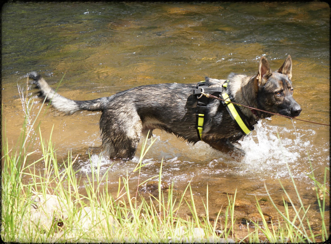 Western Slope Canines, LLC