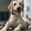 From The Heart Dog Training — dog trainer in Detroit, MI