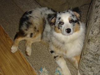 Positive First Dog Training LLC