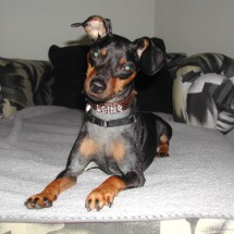 Carol’s Canine Training and Behavior Counseling, LLC