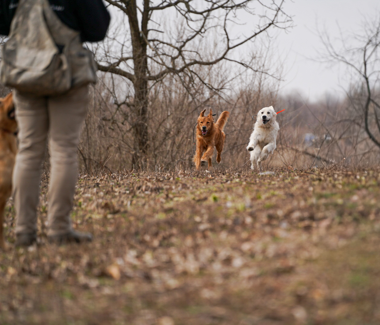 Carlson Canine Camp
