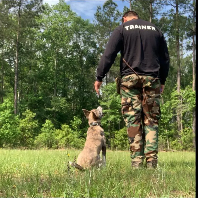 DOG OPS, LLC