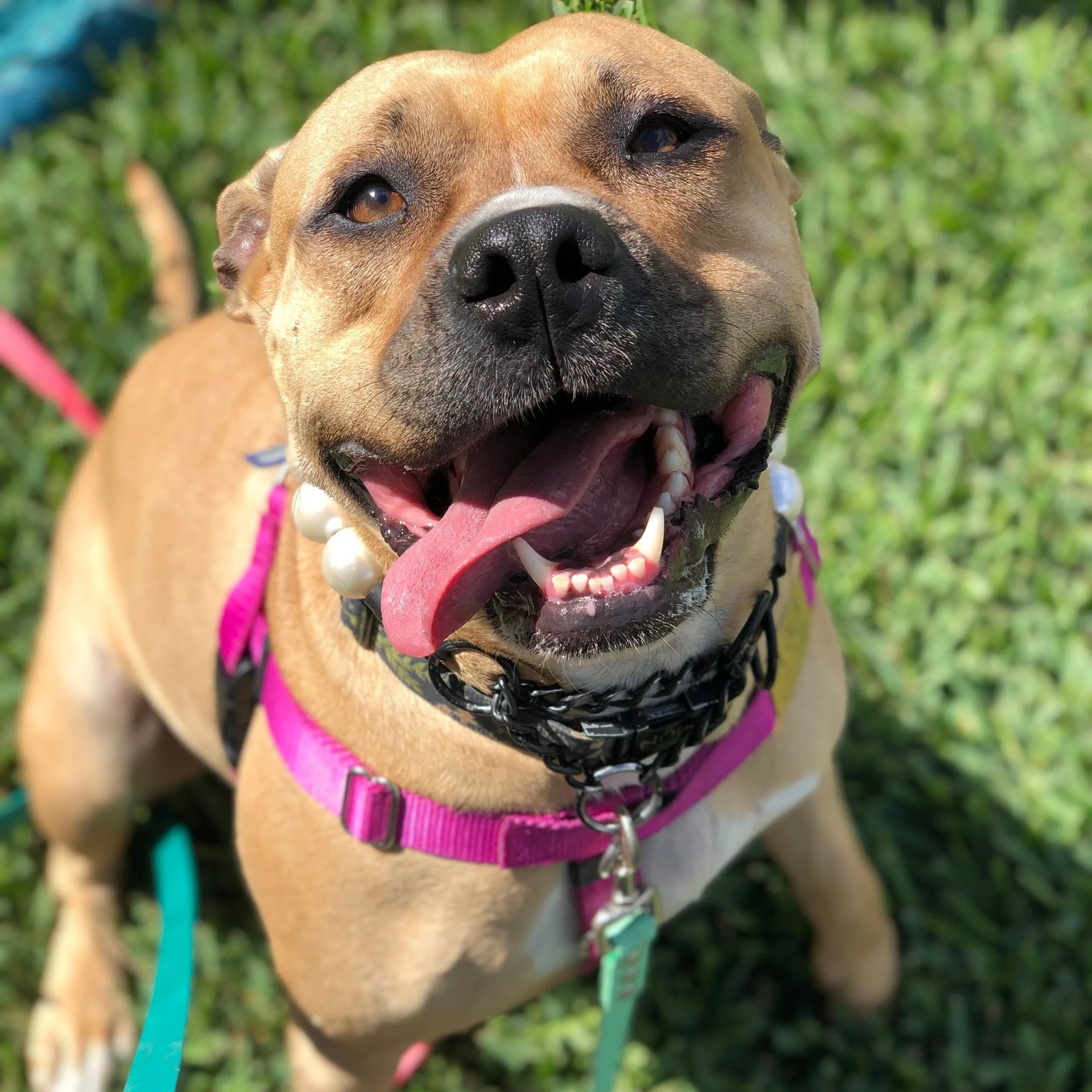 Belle’s Bark’n Behaviors