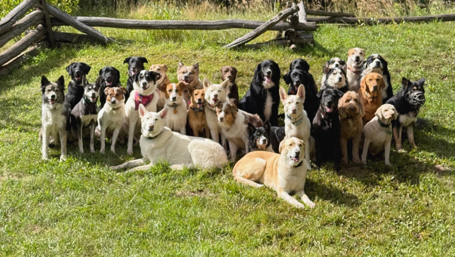 Telluride K9 Adventure School
