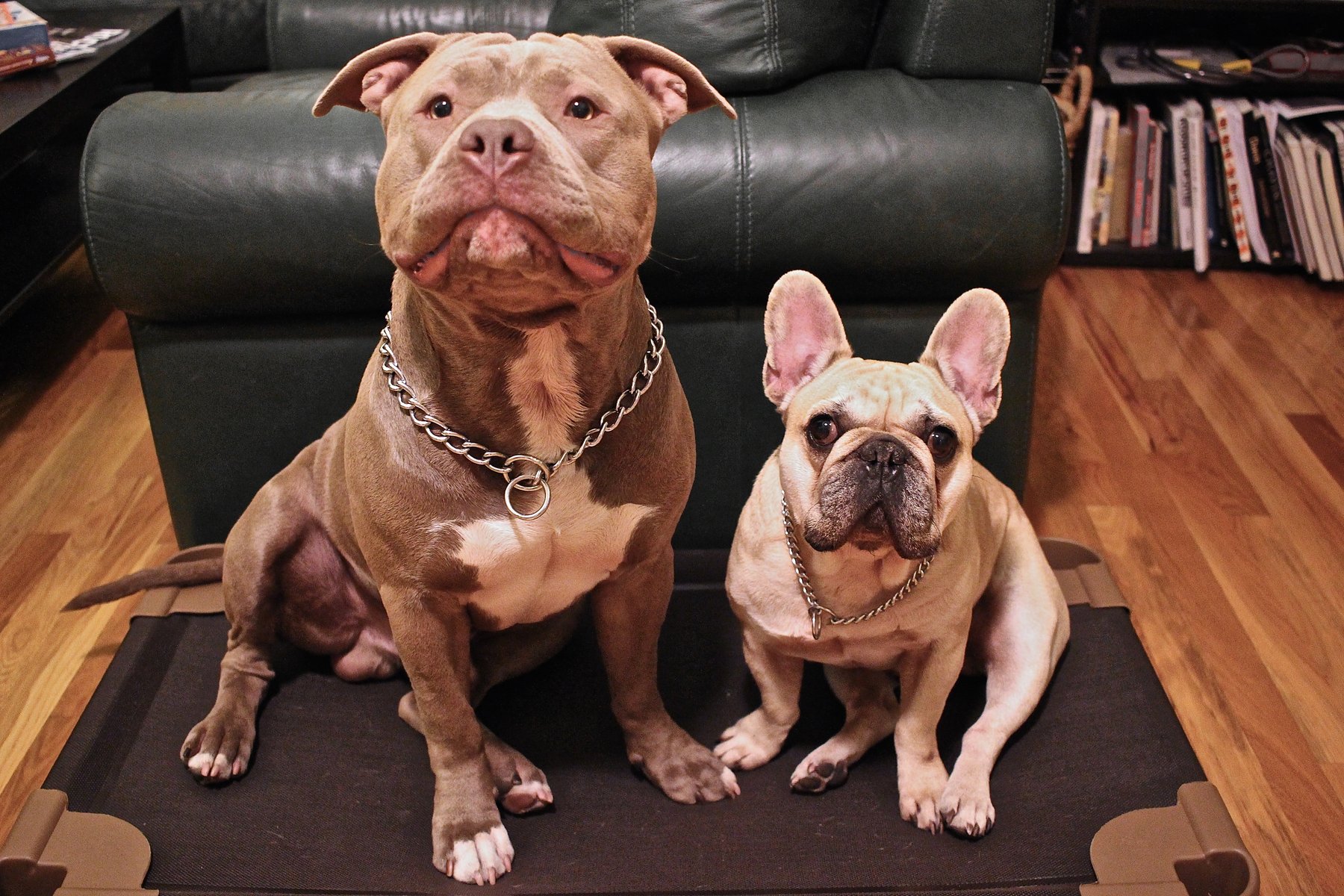 The Loyal Hound Aggressive Dog Training