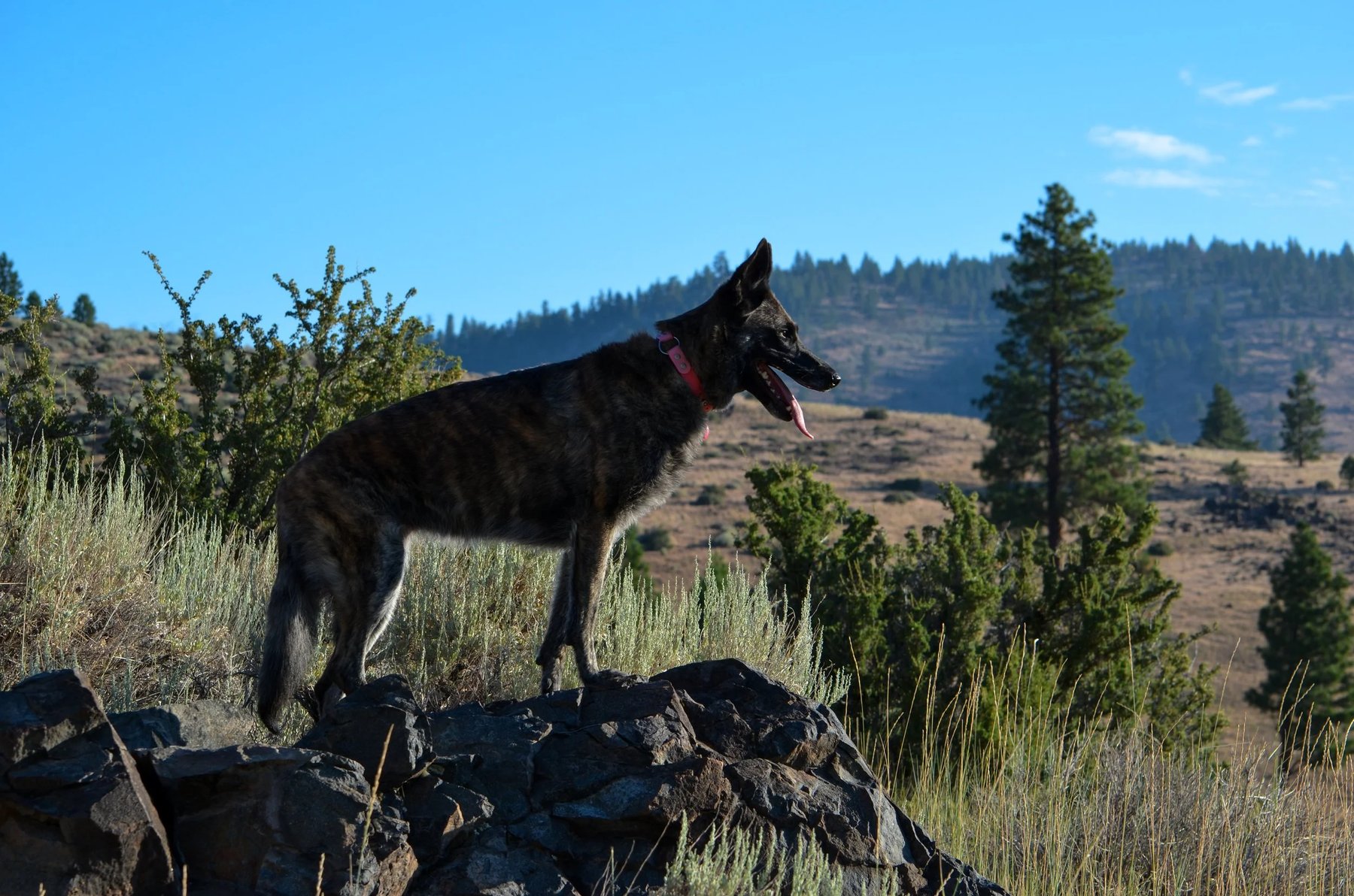 Coevolved Companion — dog trainer in Reno, NV