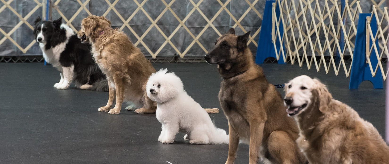 Tri Cities Dog Training Club of Saginaw Bay (TCDTC) — dog trainer in Saginaw, MI
