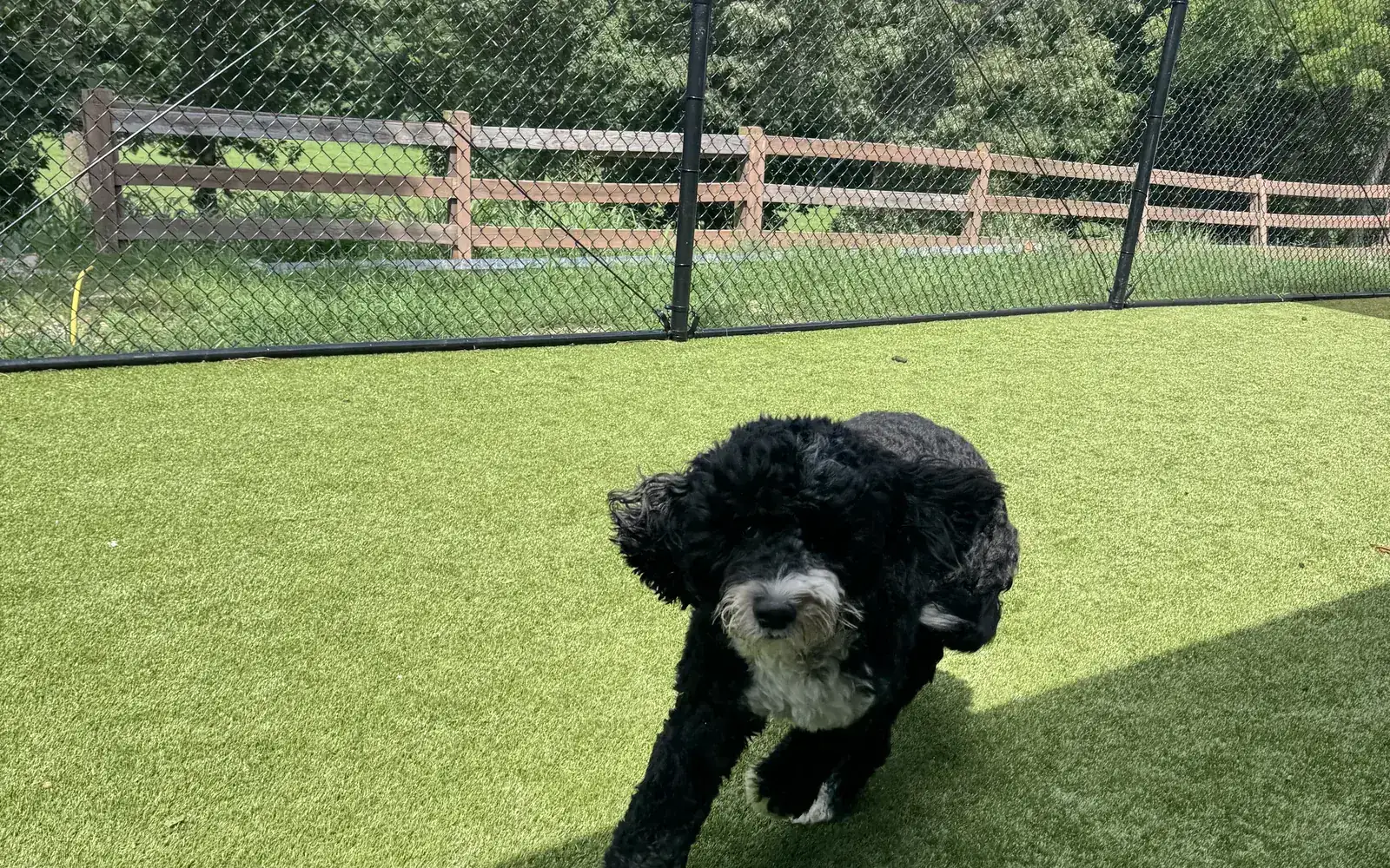 Canine Nation NWA — dog trainer in Northwest Arkansas, AR