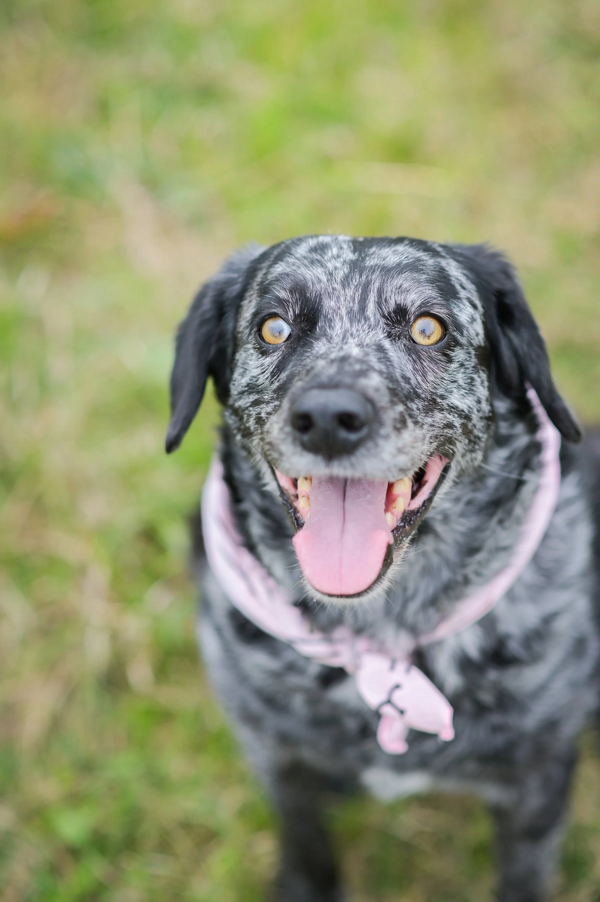Urban Gypsy Dog Adventures LLC