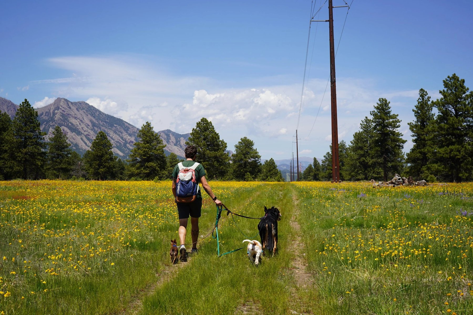The Good Dog Project