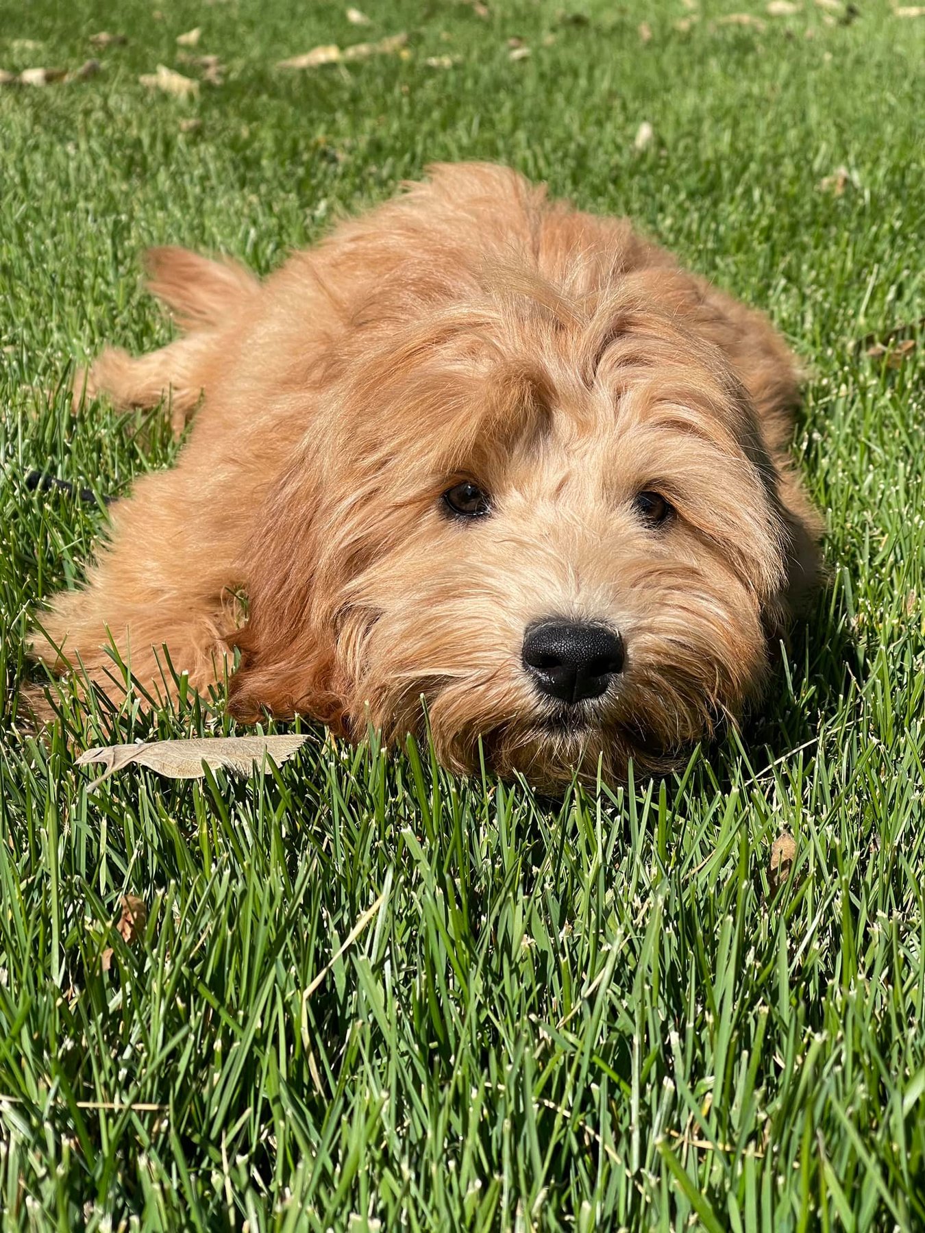 Puppy Steps Training
