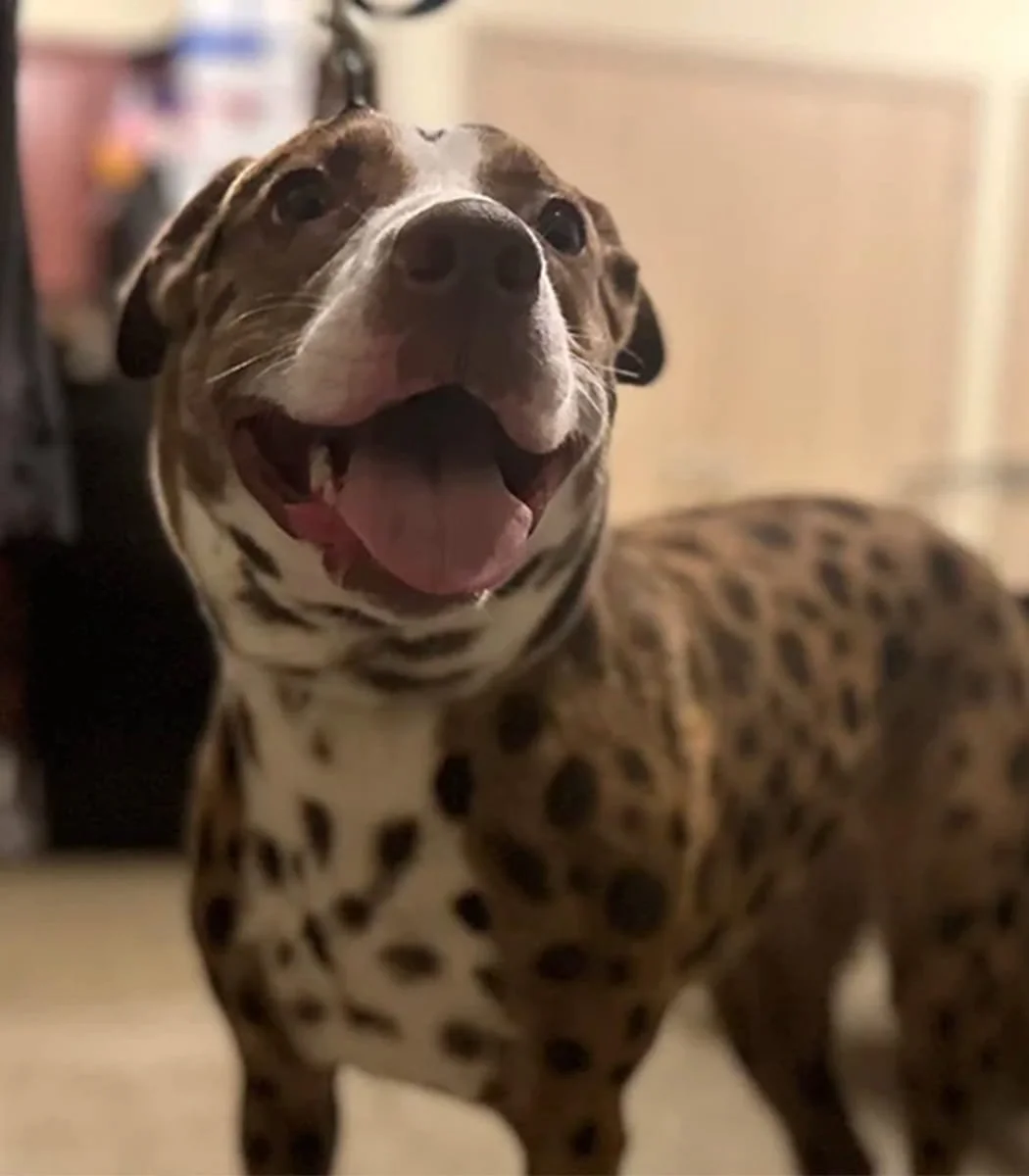 Training by Jen — dog trainer in Tulsa, OK