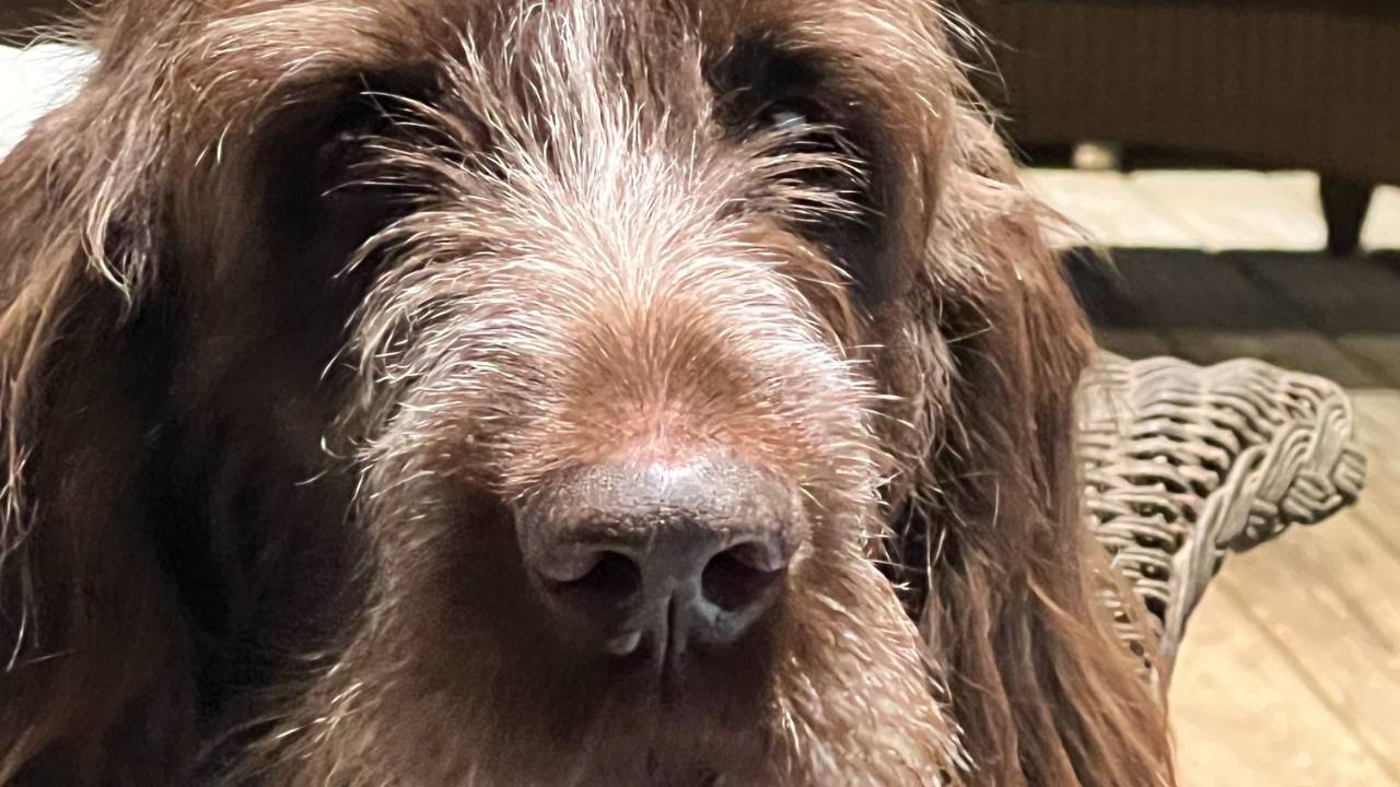 Belle Shain Kennels & Farm
