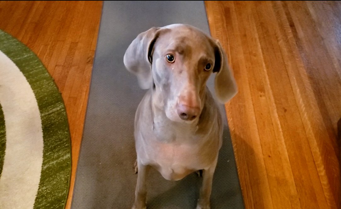 Dog Life Pro
