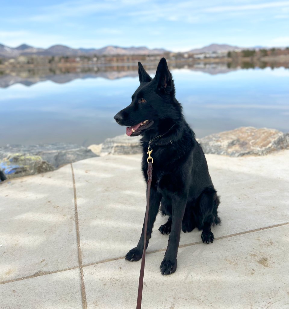Mountain Canine Academy LLC