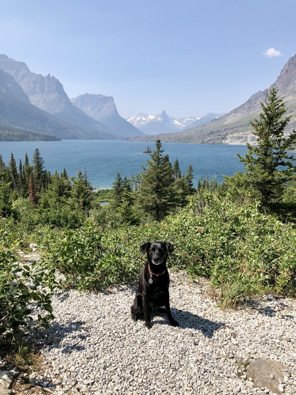 All Ears Dog & Puppy Training — dog trainer in South Metro Denver, CO