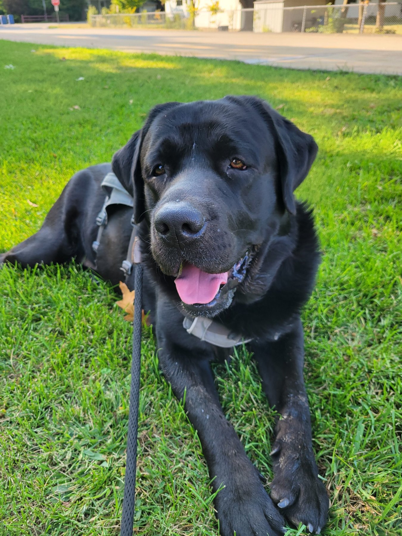 New Hope Dog Training LLC