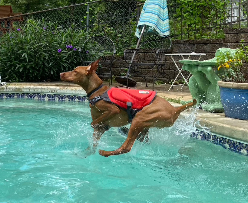 Sassy Swimmers/ Alabama Canine Swimming — dog trainer in Birmingham, AL