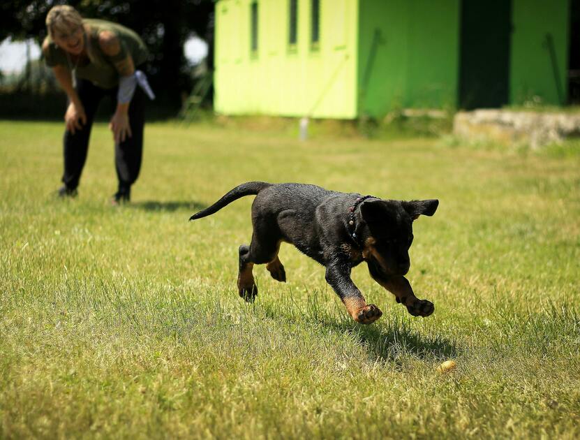 A Plus Dog Training