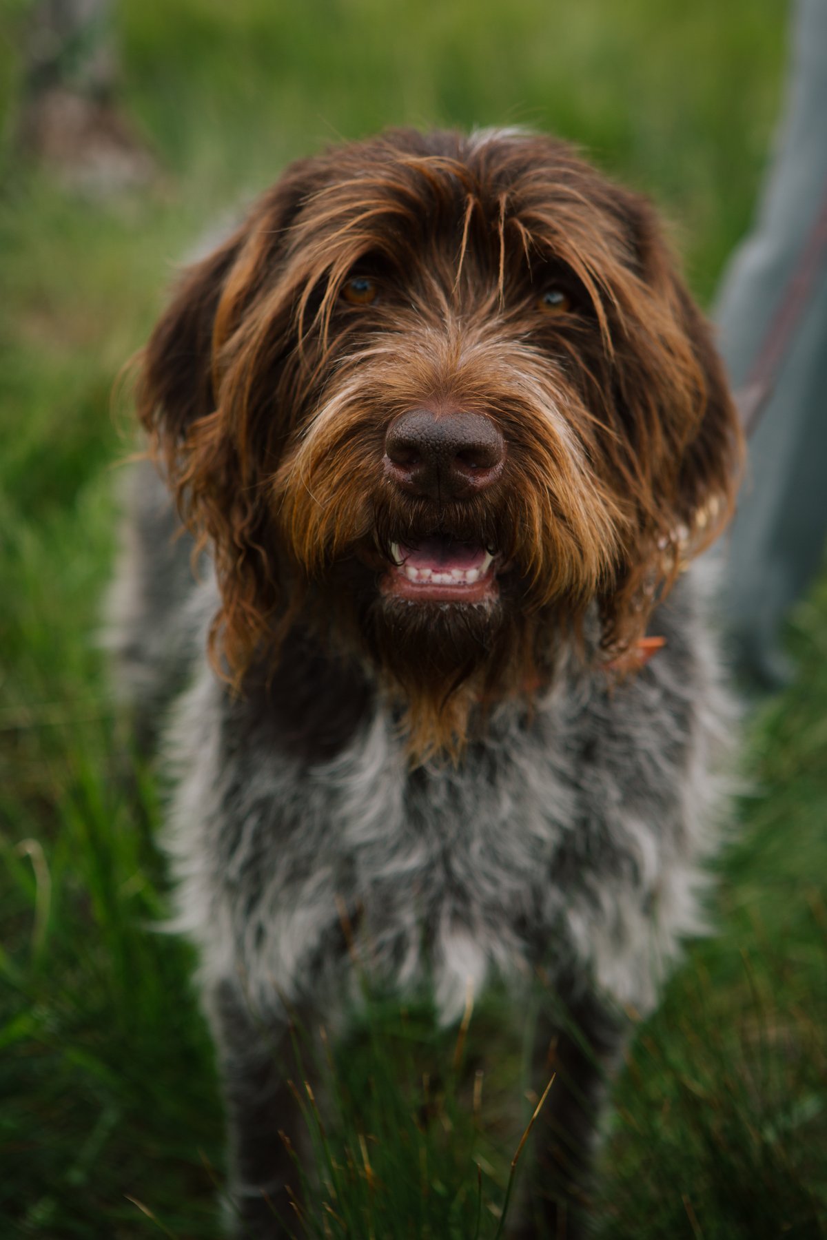 Park City Dog Center