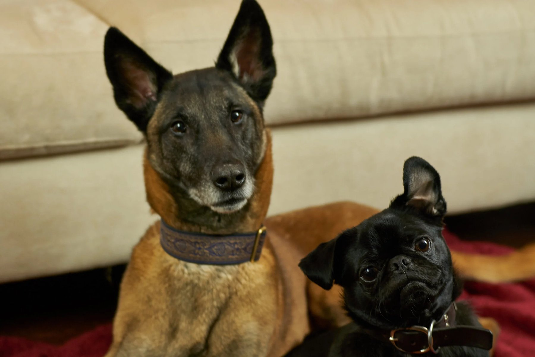 MarLee & Me Dog Training, LLC
