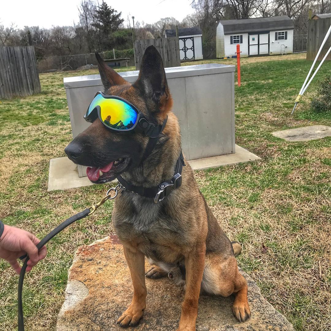 Torpedo K9