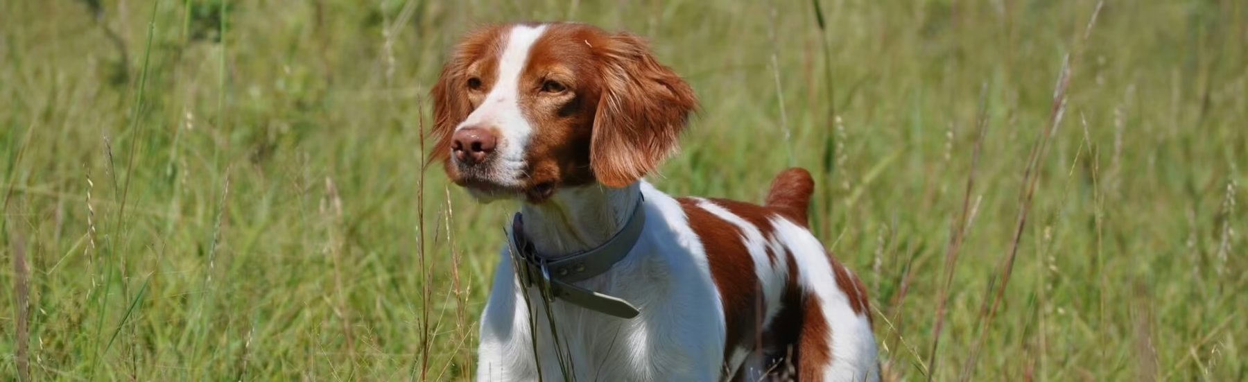 Covey Find Kennel