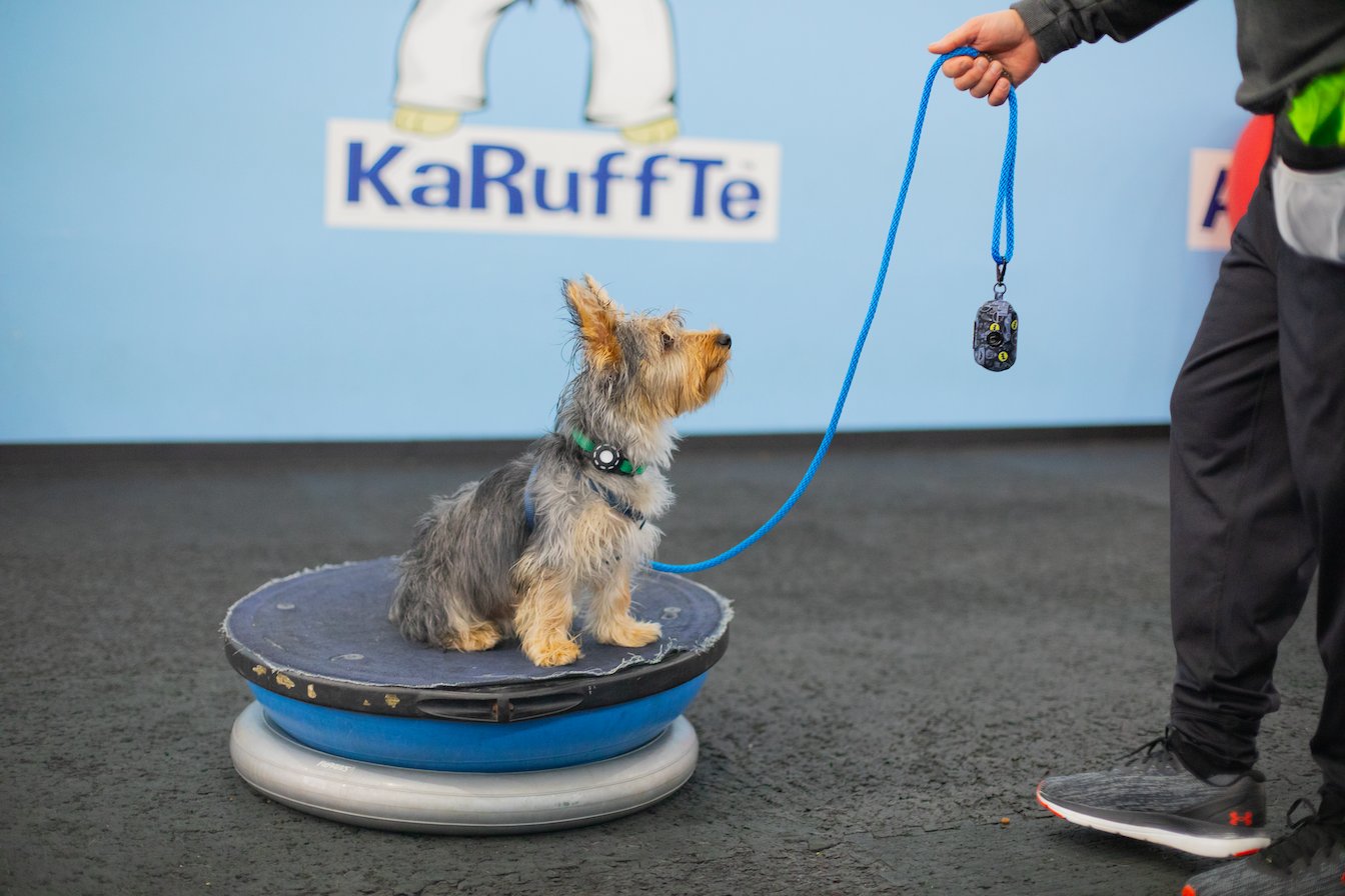 The Martial ARFS Dog Training & Fitness Center