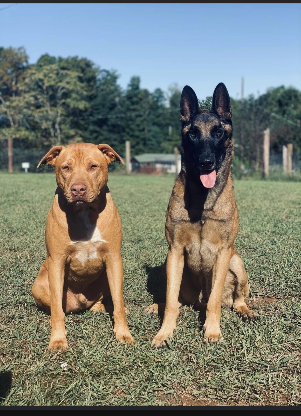 Sky’s k-9