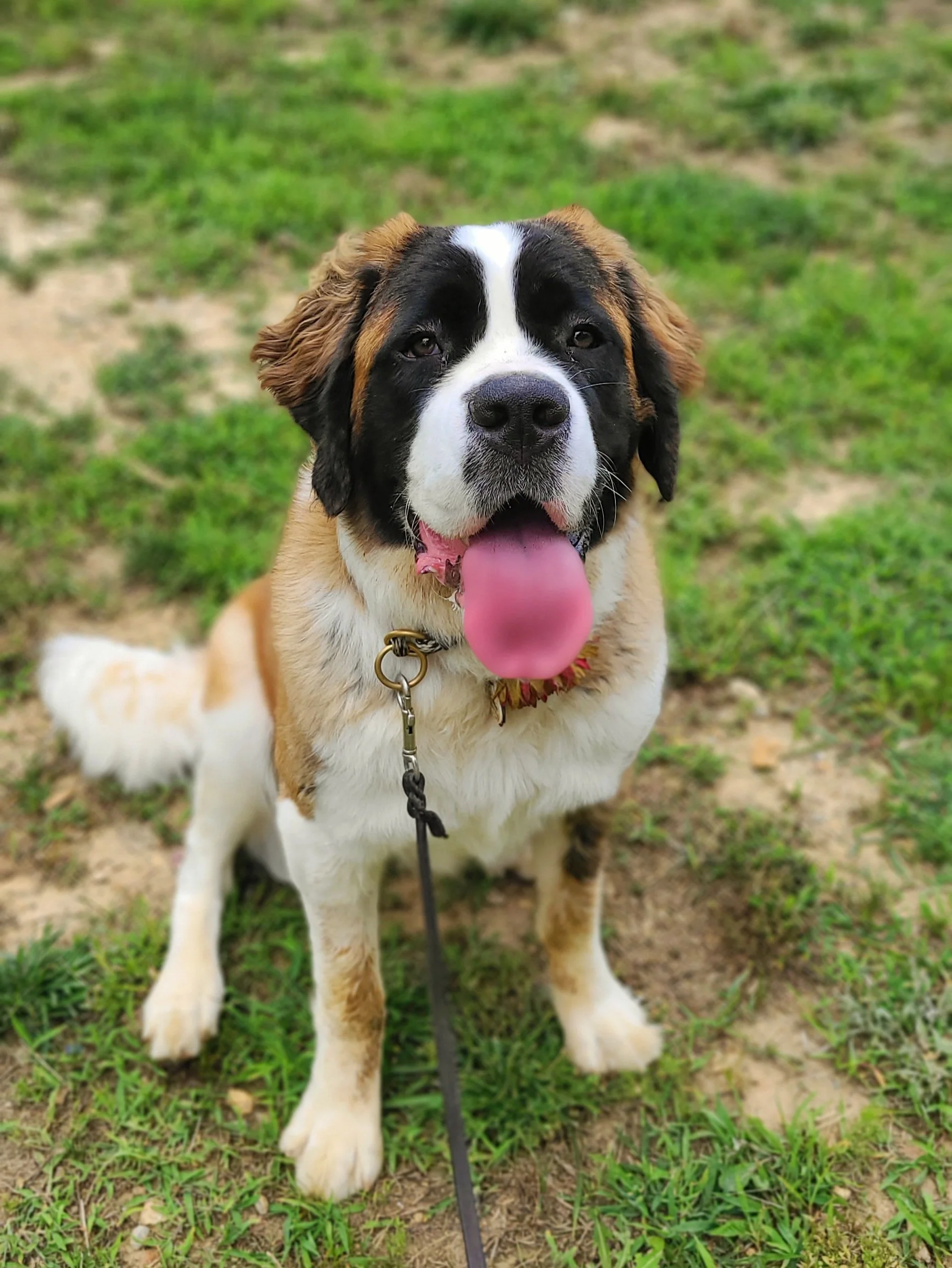 The Prominent Dog Training Academy