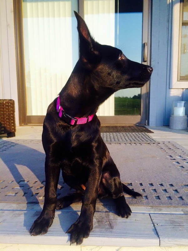 Cobra Canine