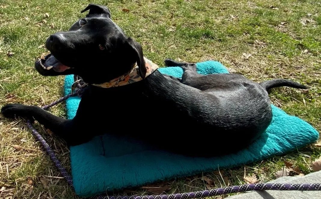 Four Paws, Four Directions Dog Training & Behavior Consulting, LLC