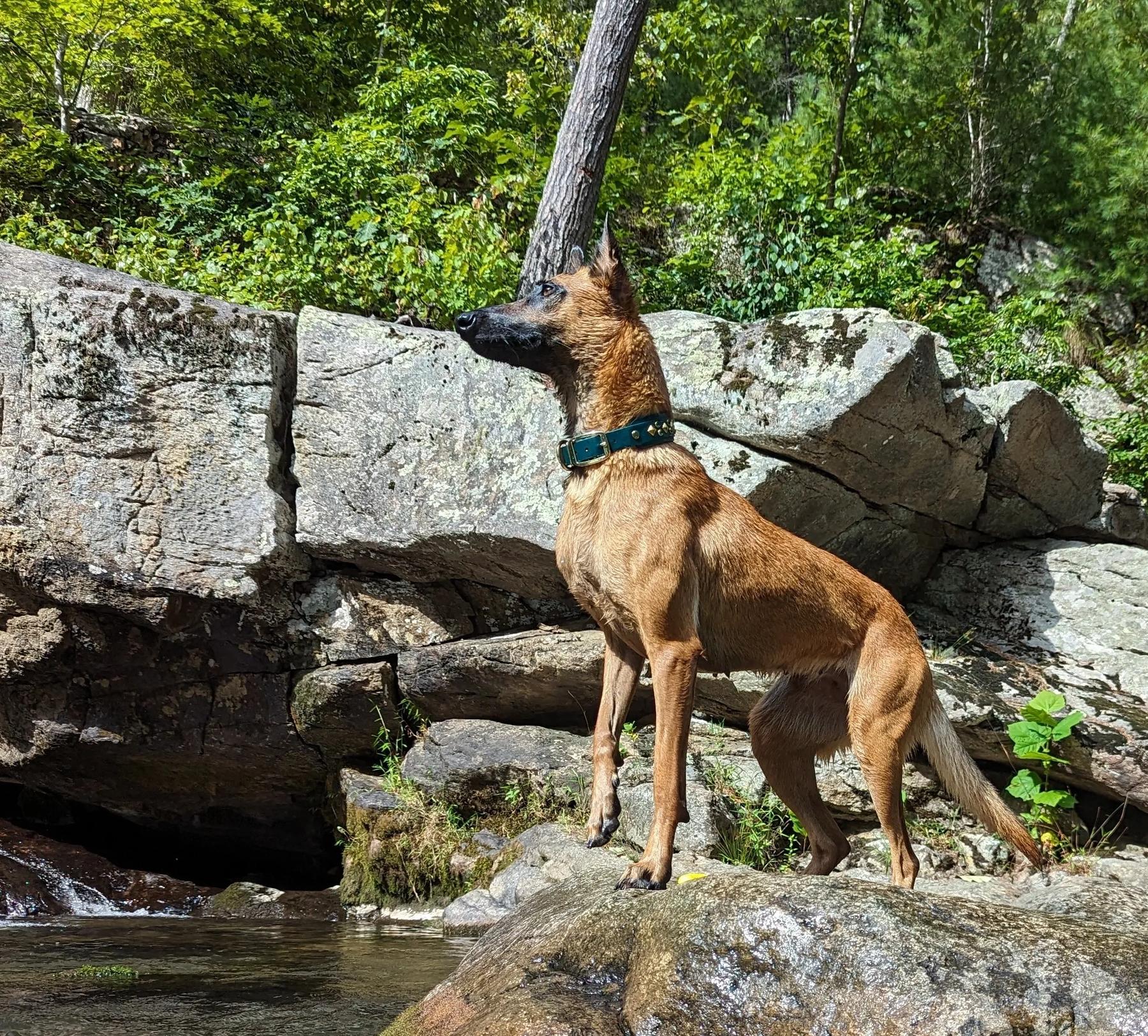 K9 Adventure Camp, LLC