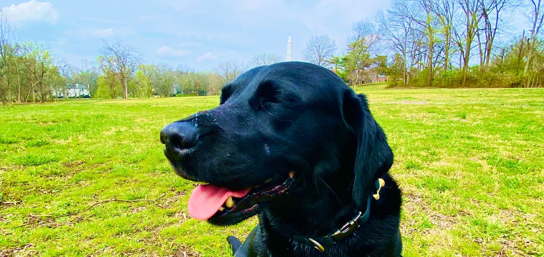 Claiborne Canine