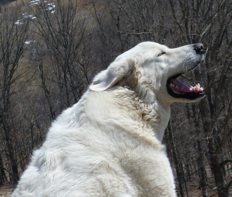 Canine Visions — dog trainer in Staunton, VA