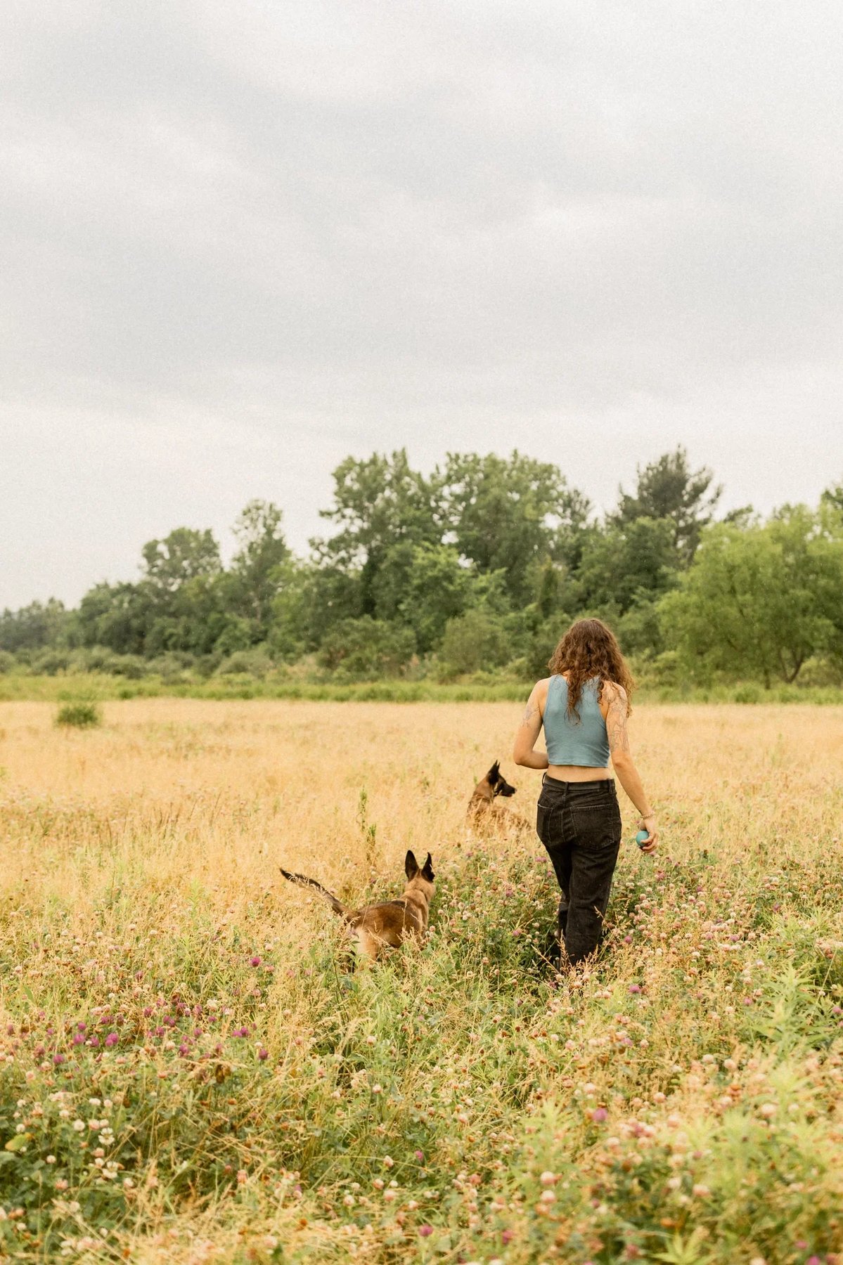 Adventure Tails Dog Training & Enrichment