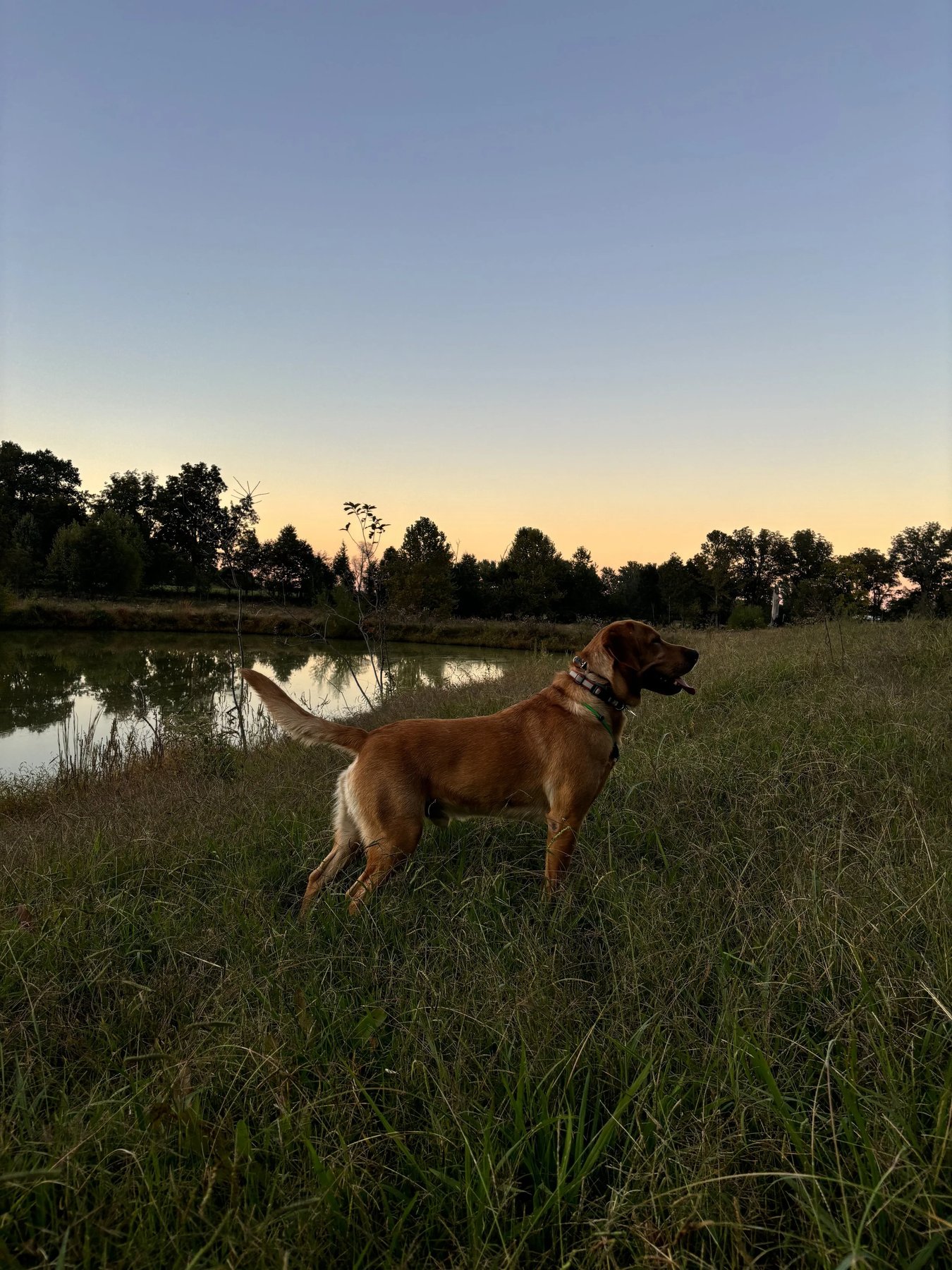 Hawley’s Canine Academy
