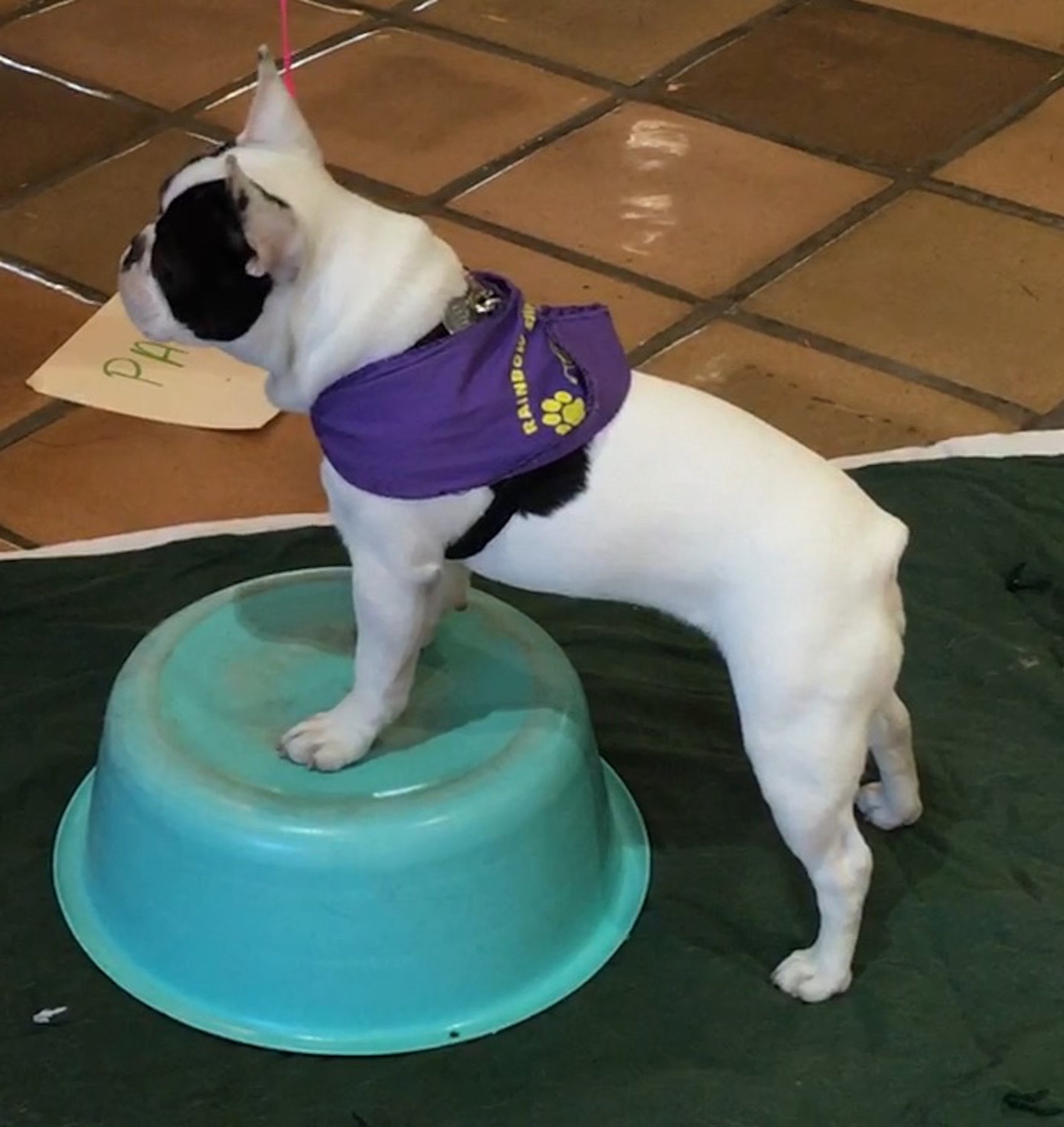 Rainbow Service Dogs, Inc