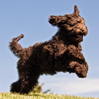 The Puppy Professor, LLC