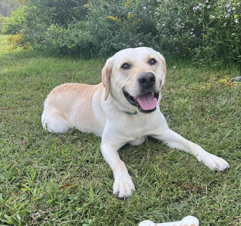 Camden Canine Coaching