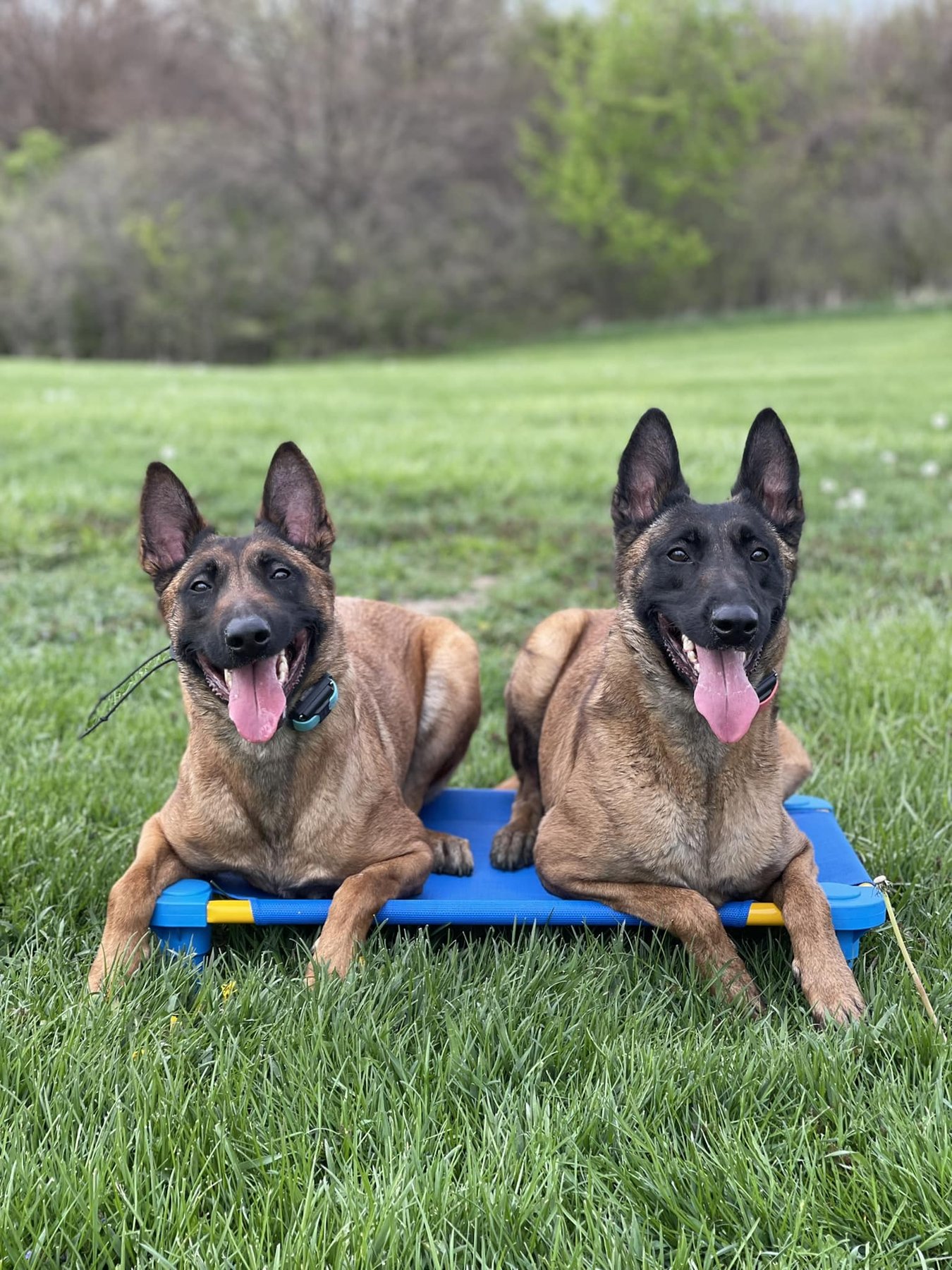 The Distracted Dog — dog trainer in Peoria, IL