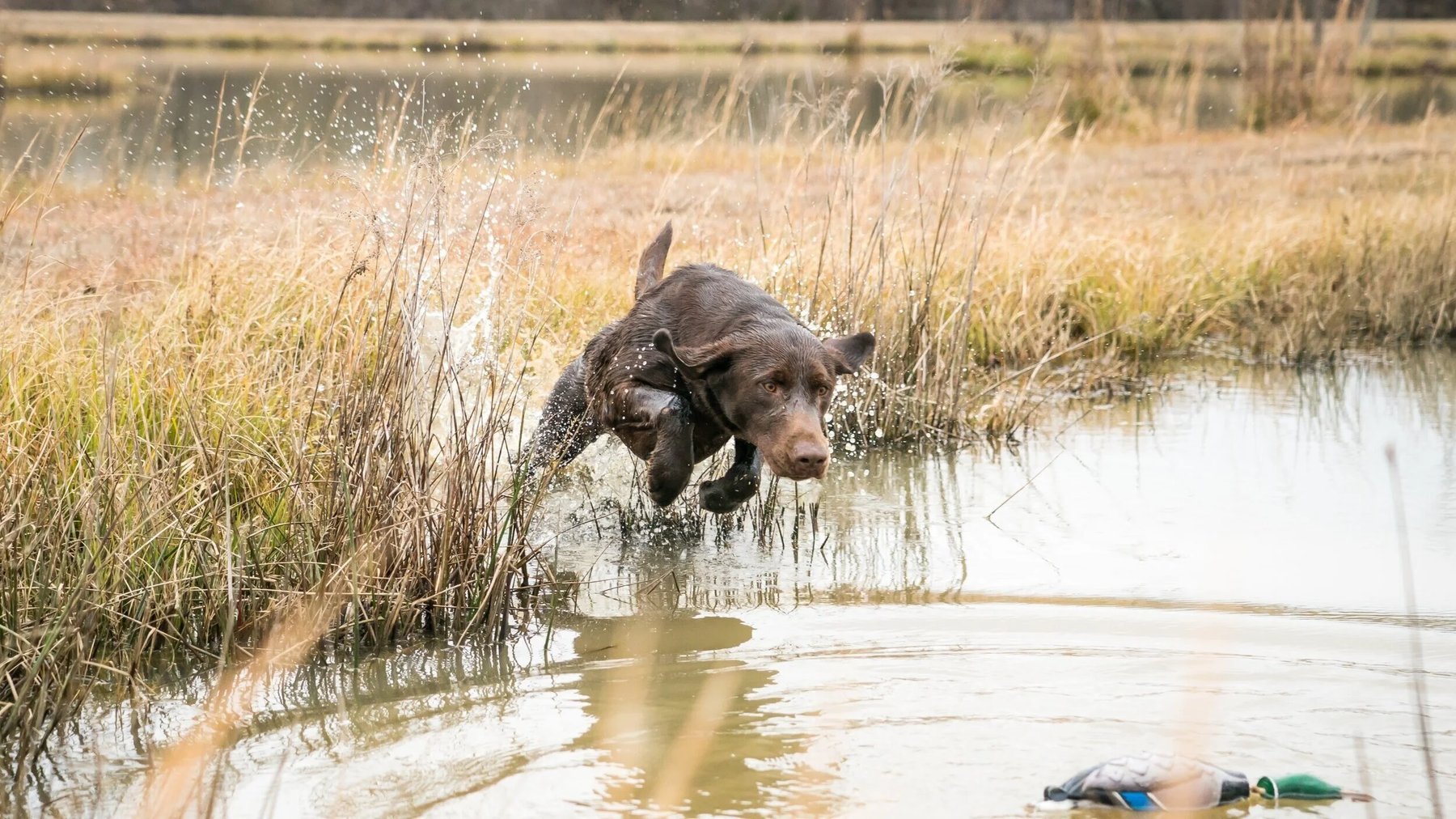 DogTown Retrievers