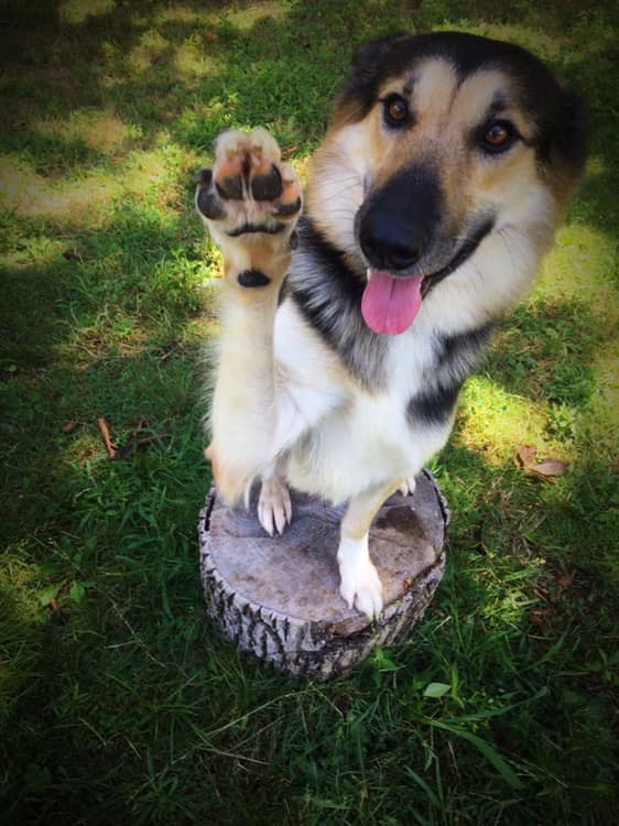 Your Dog’s Other BFF