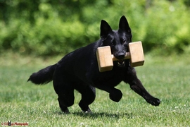 Vorteil Kennel