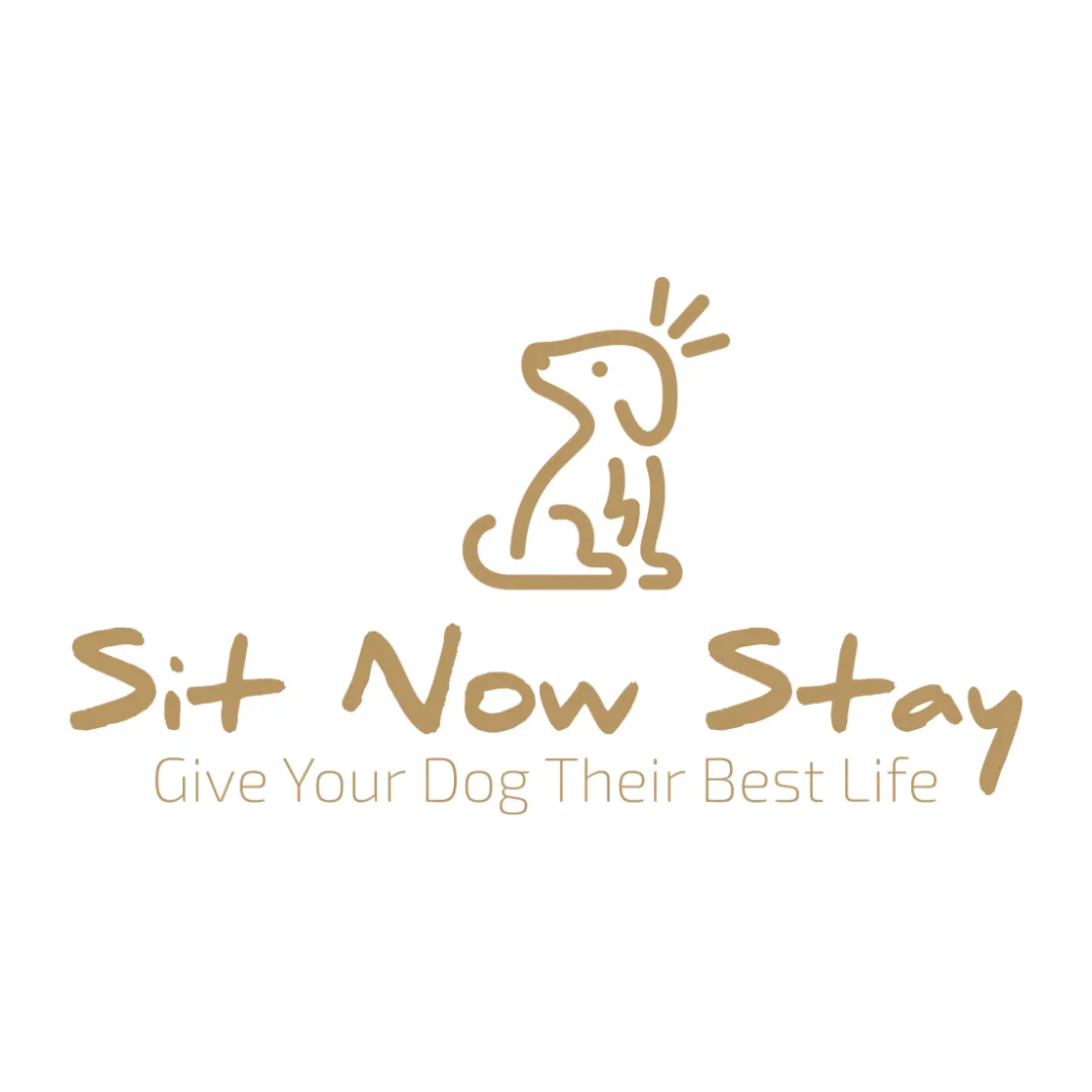 Sit Now Stay Dog Training