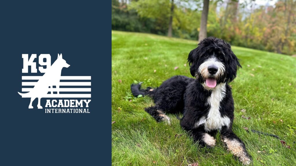 K9 Academy International,LLC