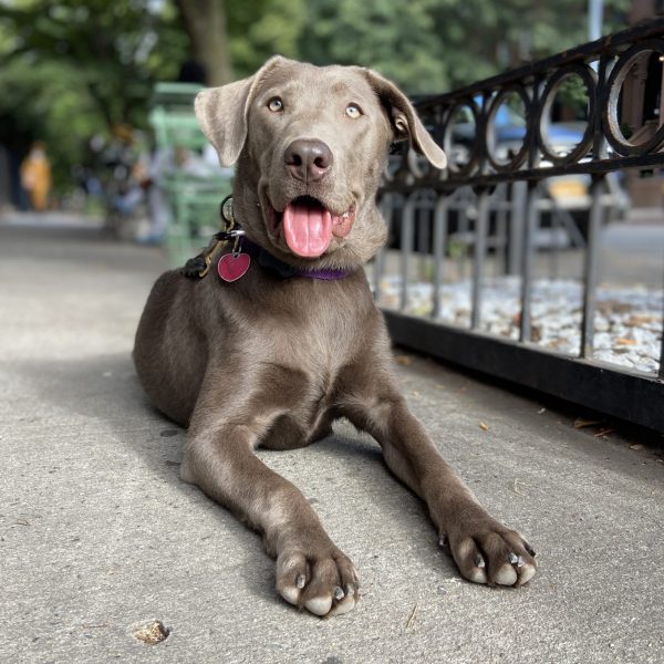 Urban K-9 Dog Training